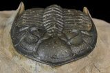 Detailed Zlichovaspis Trilobite - Issoumour, Morocco #171511-6